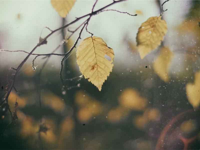 鼻尖上的雪<br>qyi4ujty.cn 冬日冷冽气息